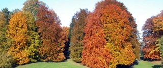 image of several trees in a park