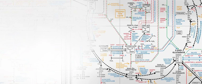 biochemistry pathways