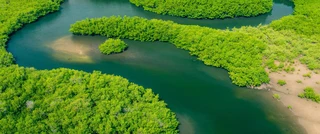 Aerial view of a winding river surrounded by lush green mangroves, showcasing a vibrant natural ecosystem.