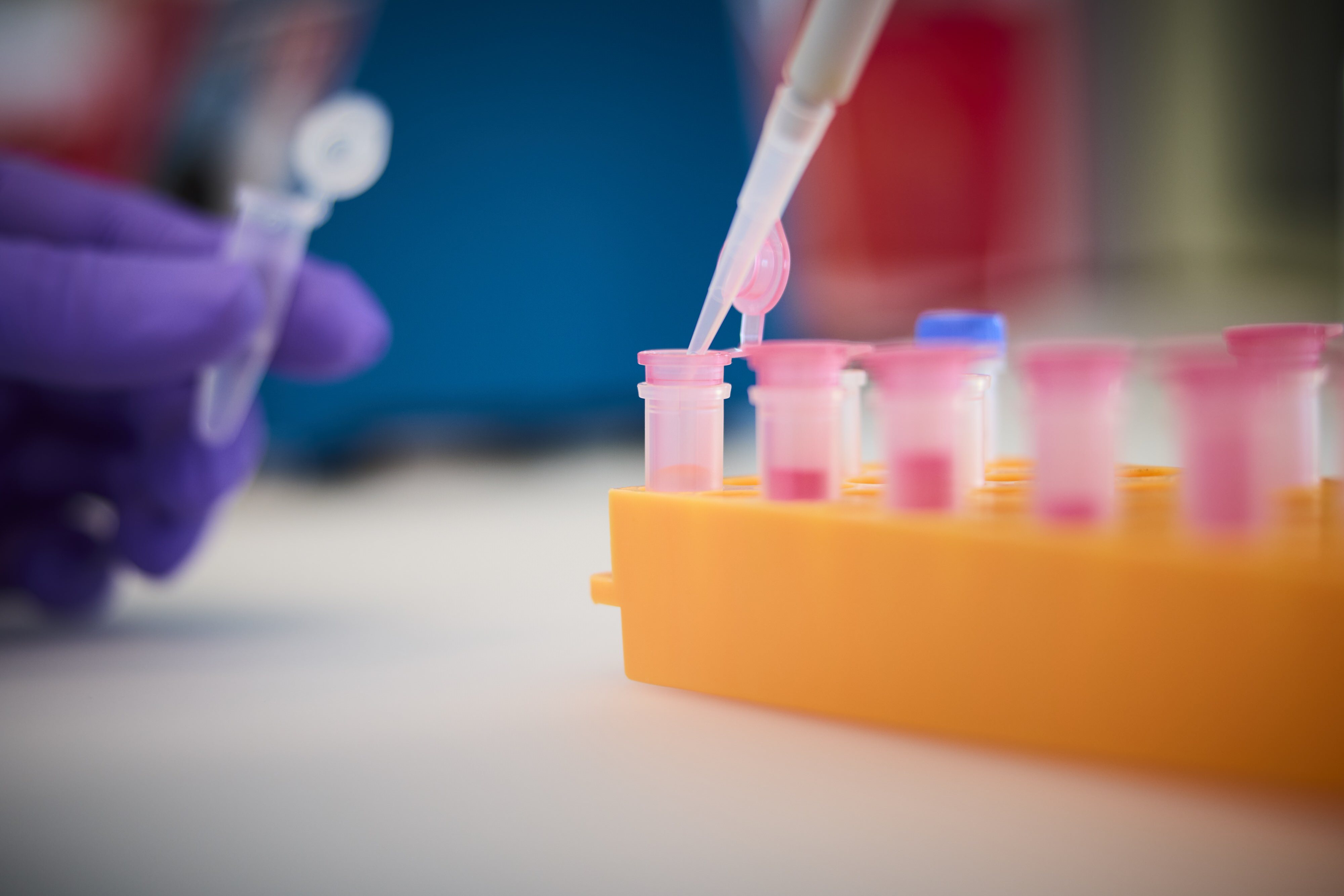 Close-up of a lab setting: a gloved hand holds a tube while a pipette dispenses liquid into adjacent pink-capped tubes in an orange rack.
