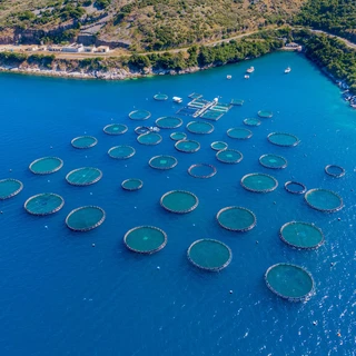 Aerial view of a vibrant blue ocean with numerous circular fish farming cages. A rugged coastline with dense greenery flanks the water, conveying tranquility.